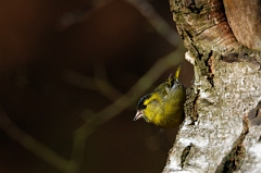 David Plant Photography - Wildlife Photographer - Siskin male - D